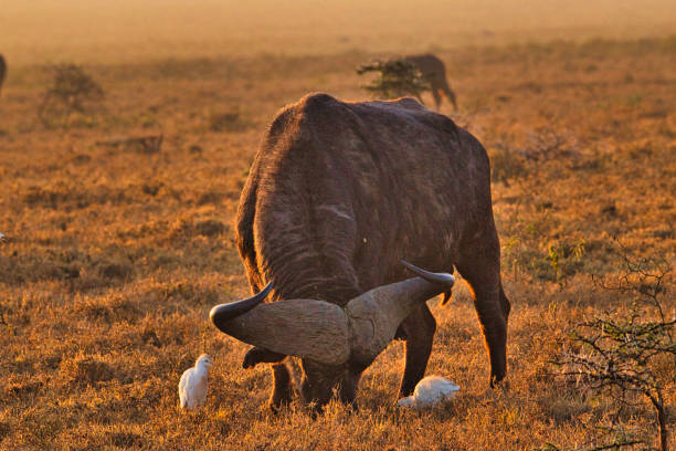 Buffalo Grazing In Tsavo